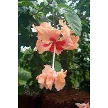 Hibiscus Flowers 